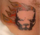 Pit Bull